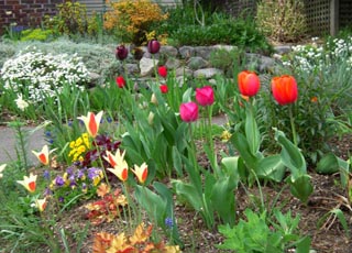Лунный календарь огородника и садовода на апрель 2023 года и влияние фазы луны на посадку растений